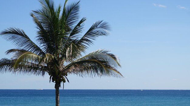 Photo palm tree by sea against clear sky