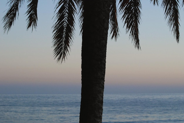 Foto palma sul mare contro il cielo durante il tramonto