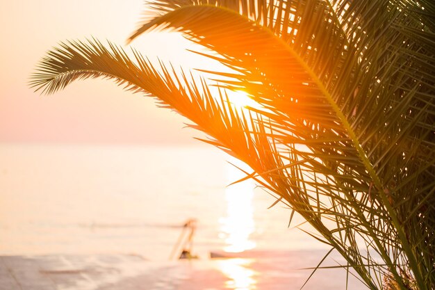 Photo palm tree by sea against sky at sunset