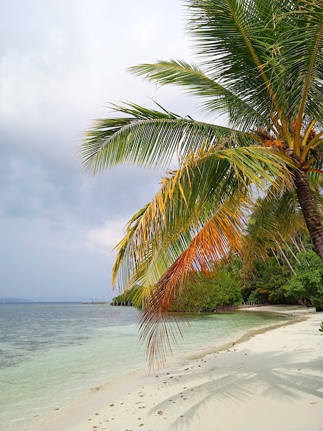 Foto palme sul mare contro il cielo