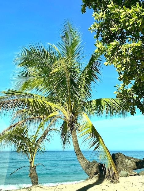 Foto palme sul mare contro il cielo