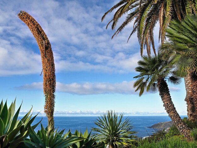 Palm tree by sea against sky