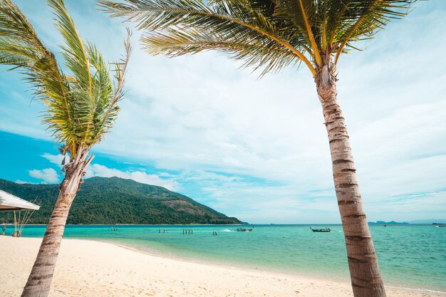 Palm tree by sea against sky