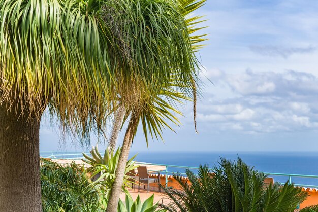 Foto palme sul mare contro il cielo