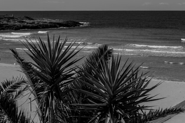 Photo palm tree by sea against sky