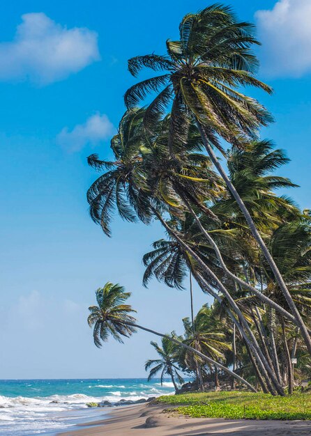 Palm tree by sea against sky