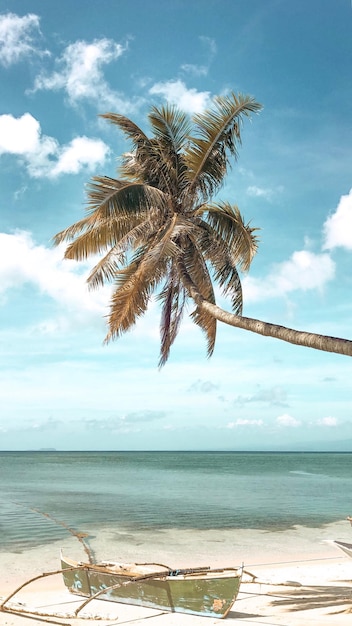 Palm tree by sea against sky