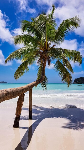 Palm tree by sea against sky