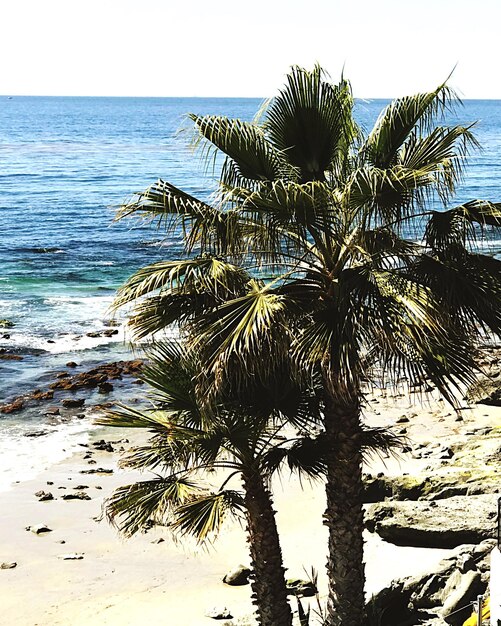 Palm tree by sea against sky