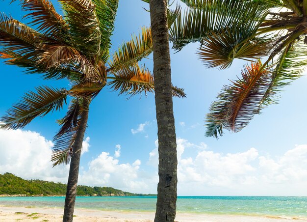 Palm tree by sea against sky