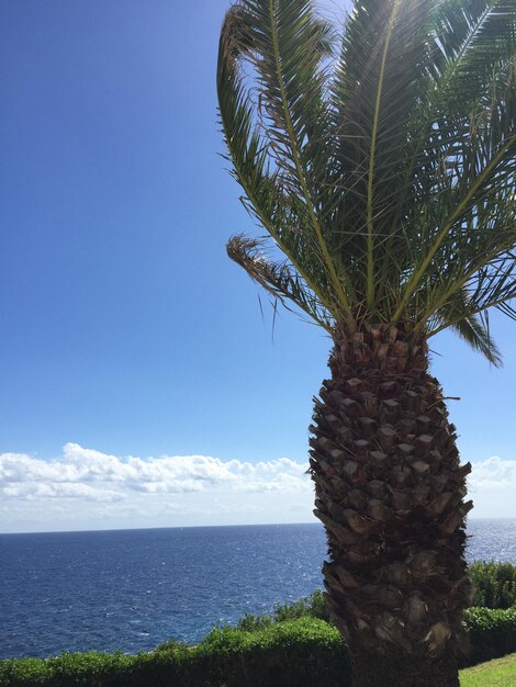 Palm tree by sea against sky