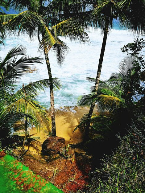 Photo palm tree by sea against sky