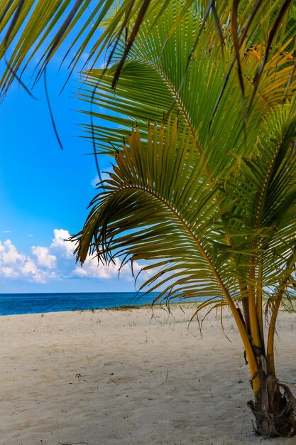 Palm tree by sea against sky