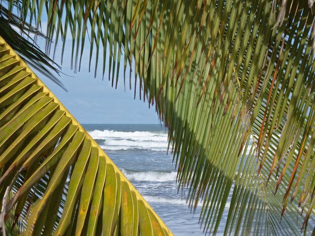 Palm tree by sea against sky