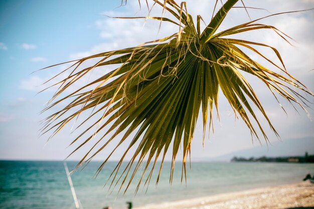 Palm tree by sea against sky