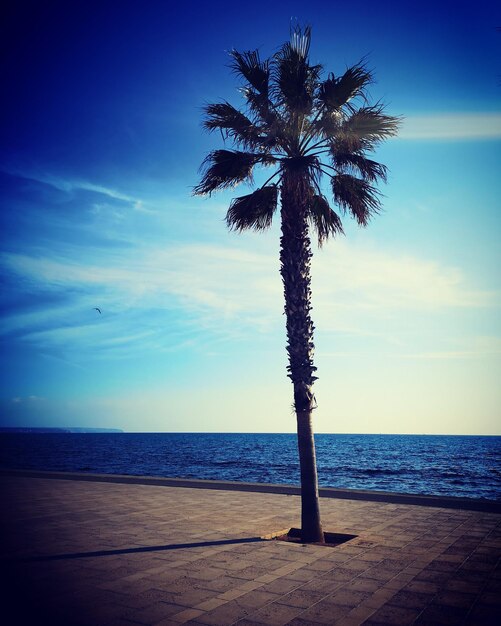 Palm tree by sea against sky