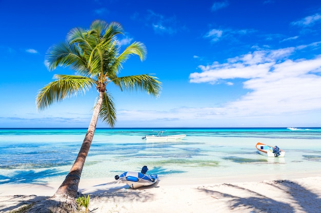 Пальма на тропическом пляже карибского моря с лодками