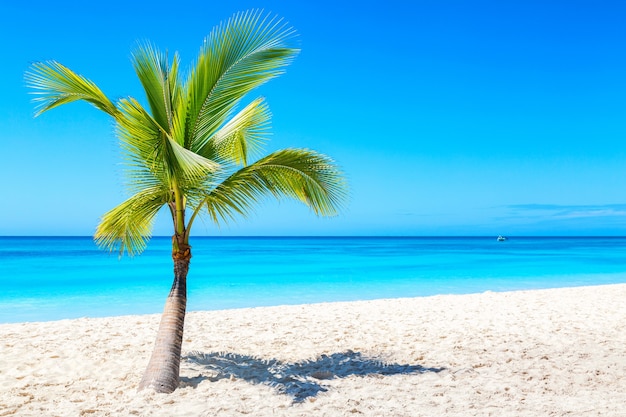 Palm tree on the caribbean tropical beach