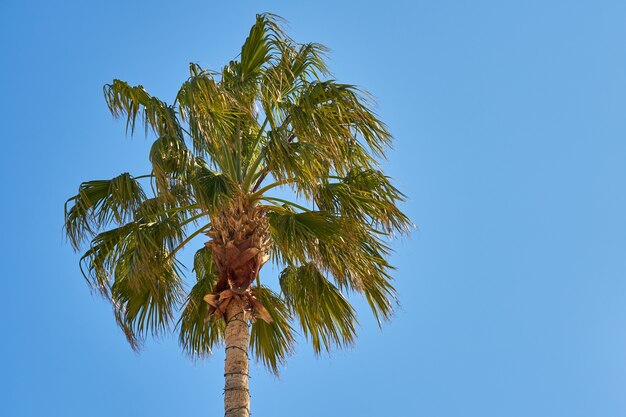 Palm tree and clear blue sky