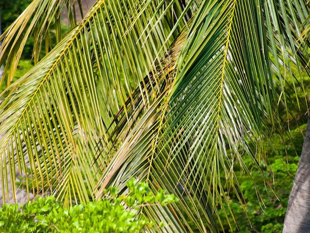 Palm tree closeup