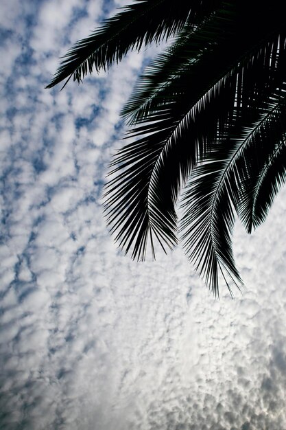 Palma e cielo nuvoloso