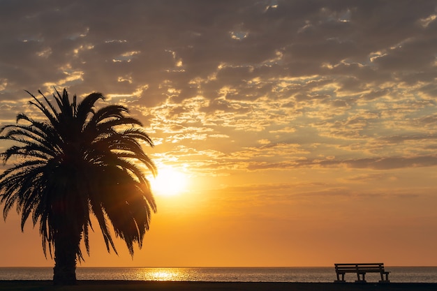 Palm tree and colorful sky with dramatic sky background