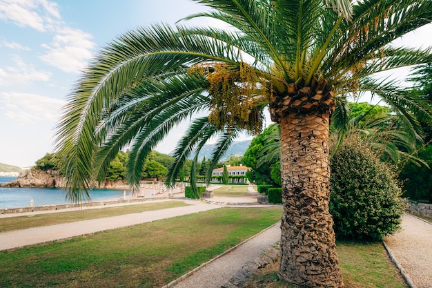 Palm tree date tree in montenegro