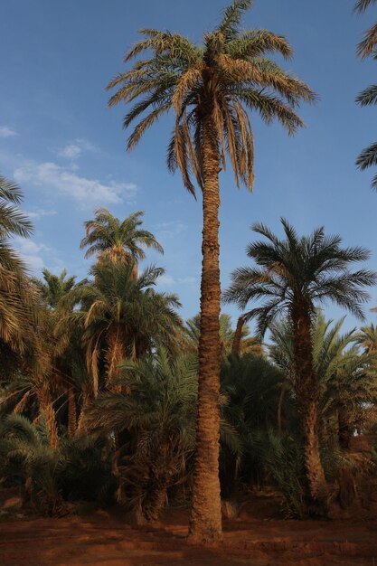 Palm tree in the desert