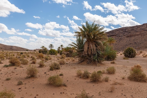 Palm tree and dry grass in the Sahara Desert