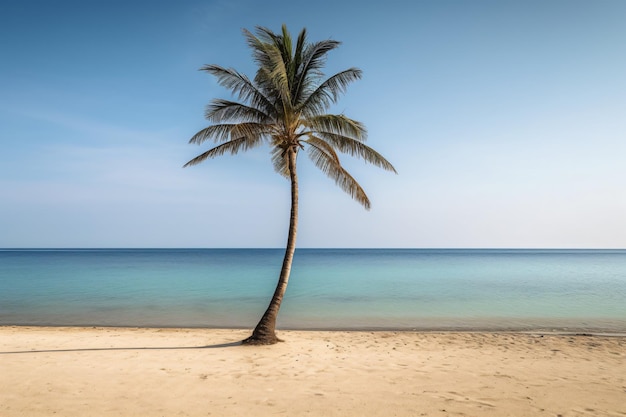 Palm tree on an empty beach photography