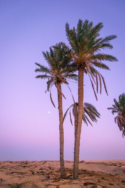 Palm tree on field against sky