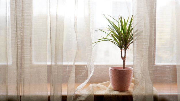 Palm tree in flowerpot on windowsill at home. Sunny day