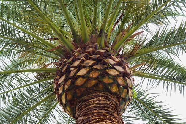 Palma da sotto. sfondo esotico