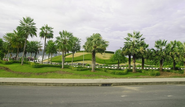 Photo palm tree garden