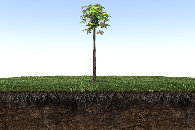 palm tree on the grass and a slice of soil under it, 3d render