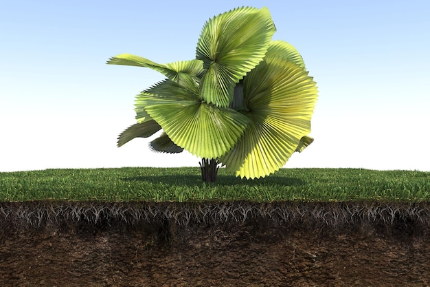 palm tree on the grass and a slice of soil under it, 3d render