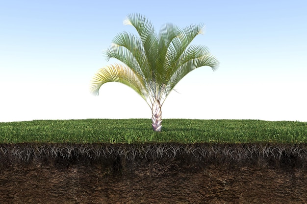 palm tree on the grass and a slice of soil under it, 3d render