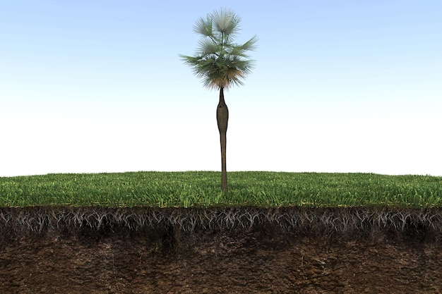 palm tree on the grass and a slice of soil under it, 3d render