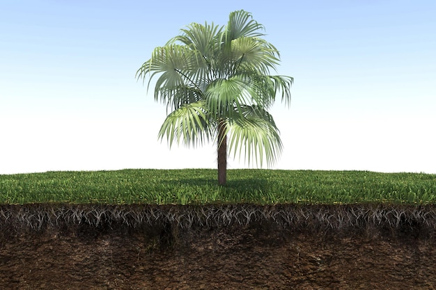 palm tree on the grass and a slice of soil under it, 3d render