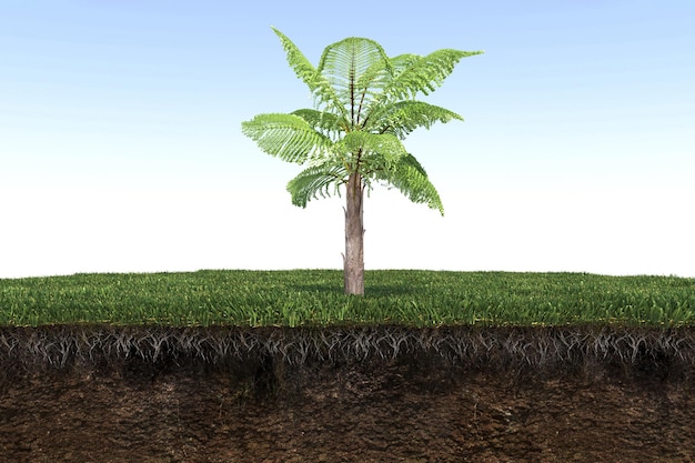 palm tree on the grass and a slice of soil under it, 3d render