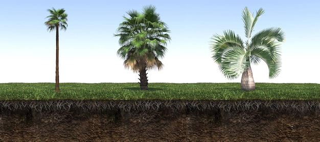 пальма на траве и кусок почвы под ней, 3D рендеринг