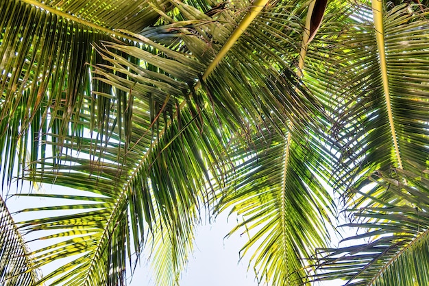 Palm tree green leaves background