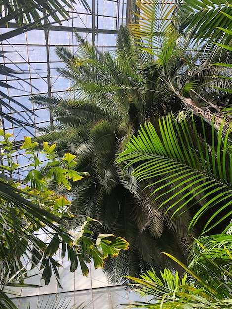 Palm Tree Greenhouse Roof