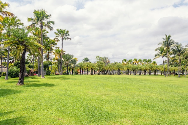 写真 緑の草原で公園の美しい公園のシーンでヤシの木