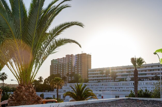 A palm tree is in front of a building with the sun shining on it