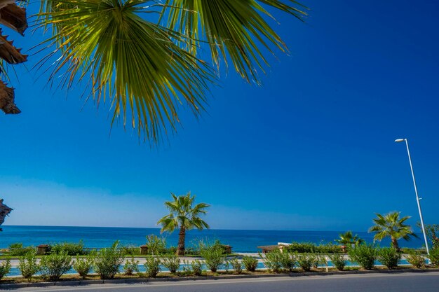 A palm tree is in front of the sea