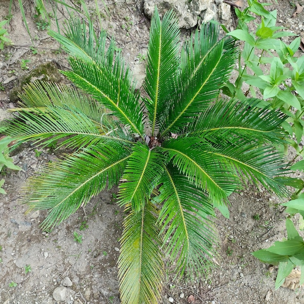 A palm tree is growing in the dirt and has green leaves.