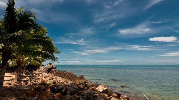 a palm tree is on the rocks by the ocean