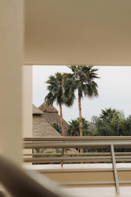 Photo a palm tree is seen through a window