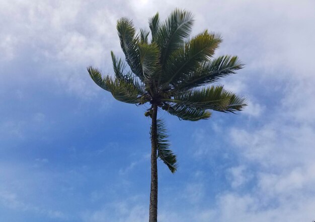 A palm tree is in the sky